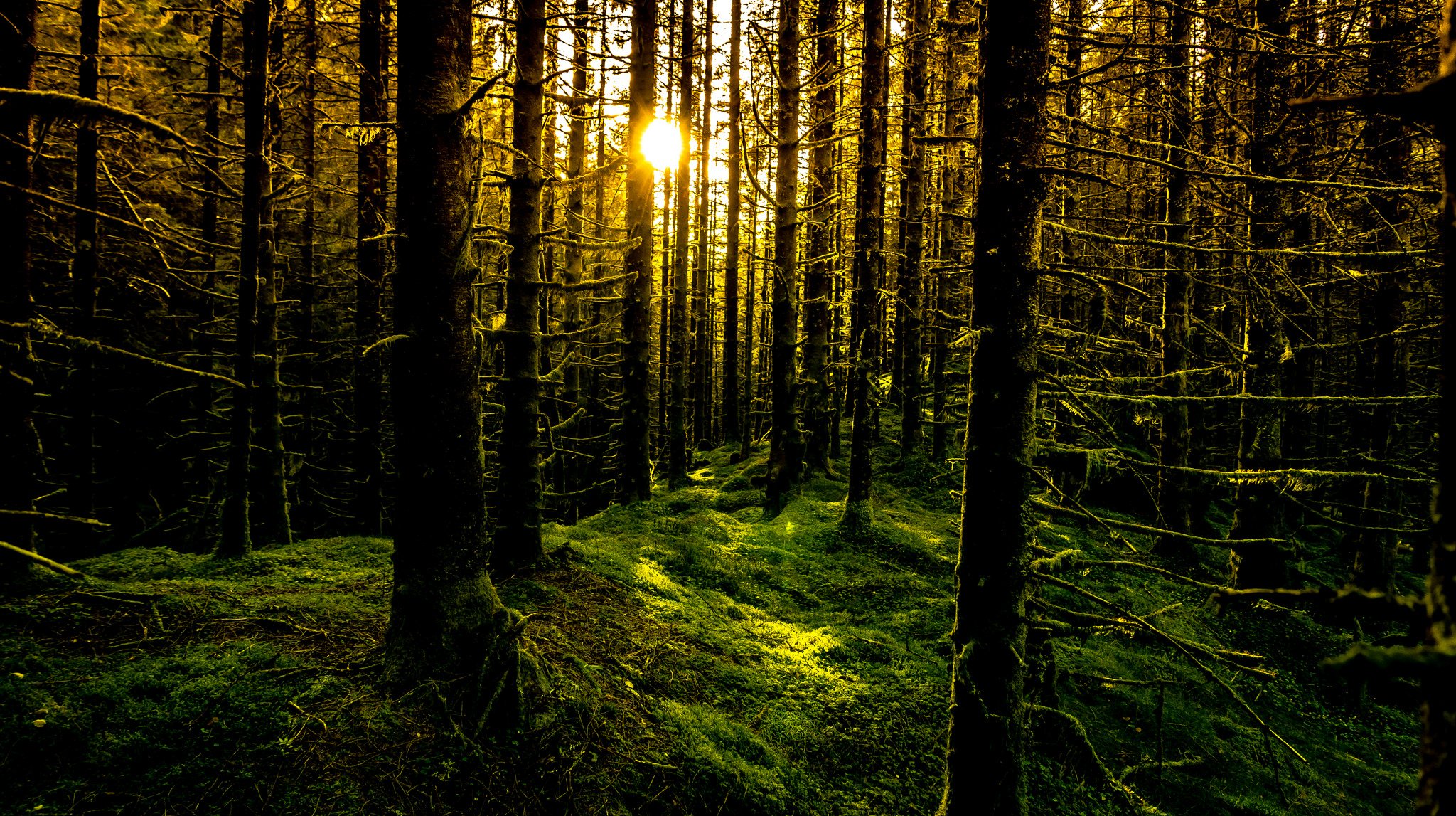 rays, Sun, Forest, Moss, Trees, Norway, Bergen Wallpaper