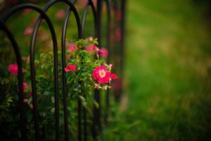 roses, Bush, Flowers, Fence, Bars, Garden, Nature, Bokeh