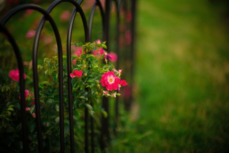 roses, Bush, Flowers, Fence, Bars, Garden, Nature, Bokeh HD Wallpaper Desktop Background