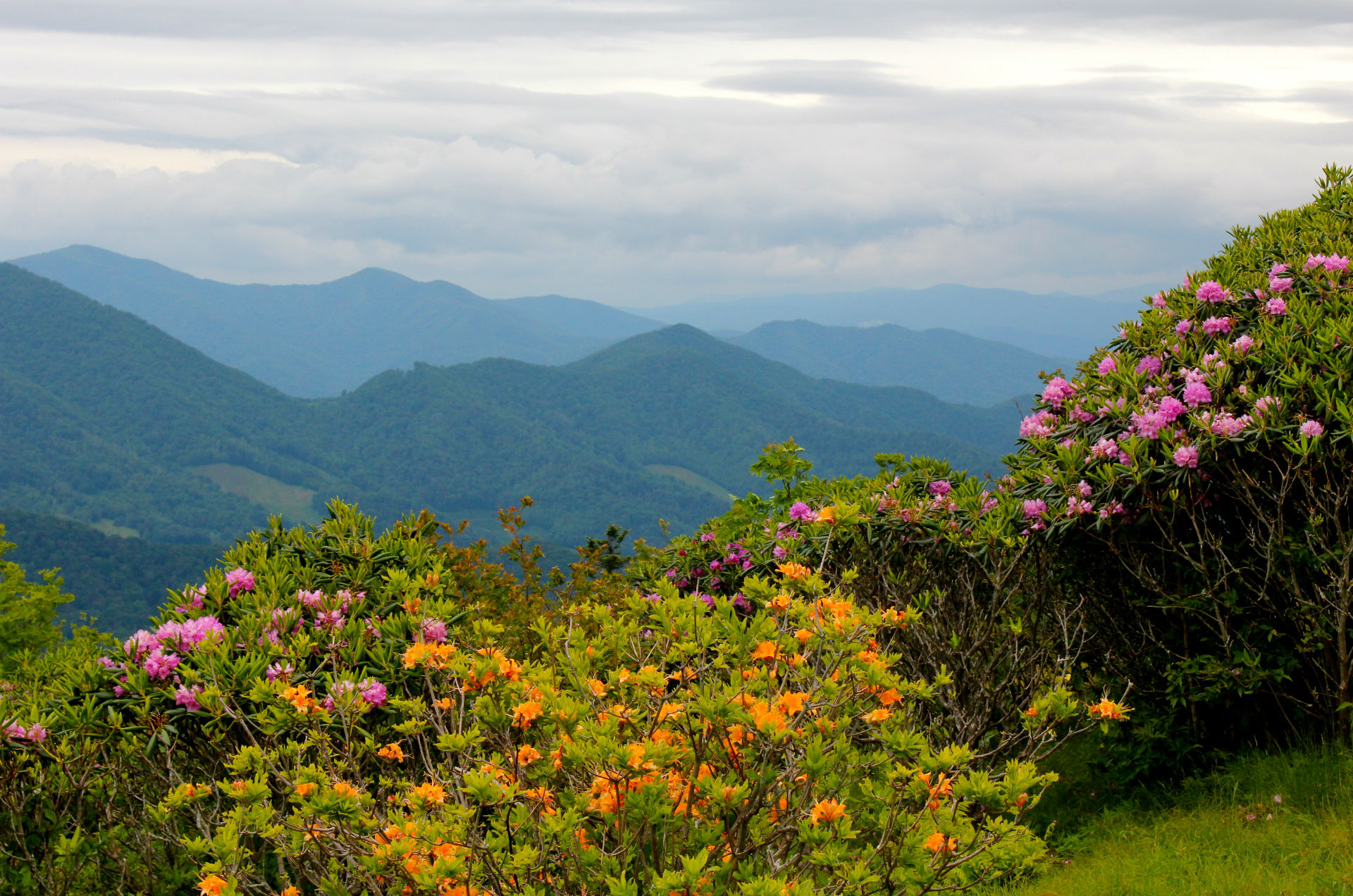 scenery, Mountains, Usa, Rhododendrons, North, Carolina, Nature, Flowers, Mountains, Landscapes Wallpaper