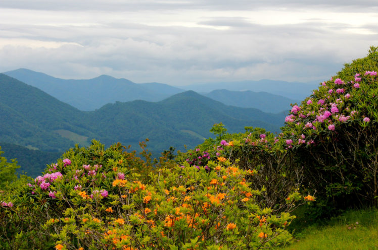 scenery, Mountains, Usa, Rhododendrons, North, Carolina, Nature, Flowers, Mountains, Landscapes HD Wallpaper Desktop Background