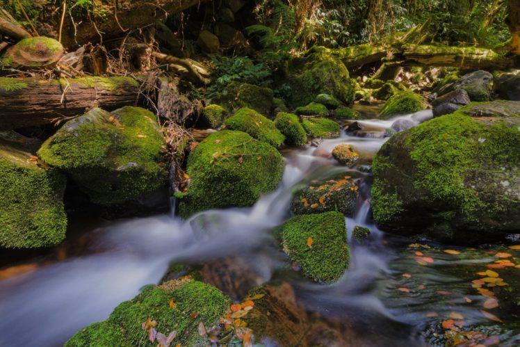 stones, Moss, Wood, Leaves, River, Australia, Gondwana, Forest HD Wallpaper Desktop Background