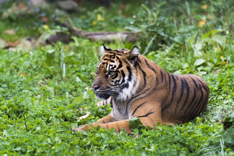 tiger, Wild, Cat, Carnivore, Predator HD Wallpaper Desktop Background