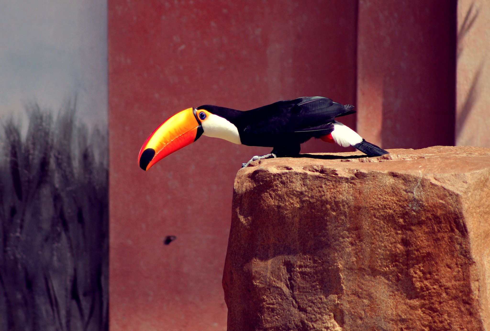 toucan, Birds, Beak, Animals, Parrot Wallpaper