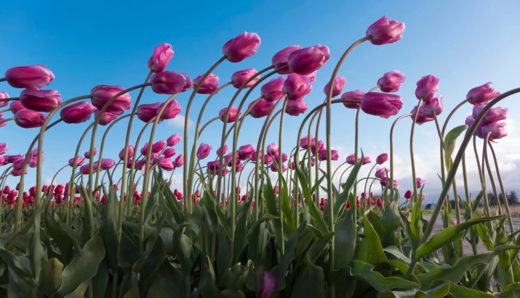 tulips, Tilt, A, Lot, Bokeh HD Wallpaper Desktop Background