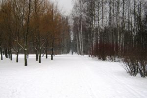 winter, Day, Park, Sosnivka, Peter, Forest, Snow