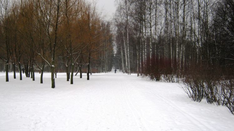 winter, Day, Park, Sosnivka, Peter, Forest, Snow HD Wallpaper Desktop Background