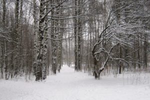 winter, Alley, Park, Peter, Forest, Trees