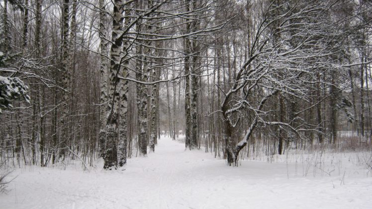 winter, Alley, Park, Peter, Forest, Trees HD Wallpaper Desktop Background
