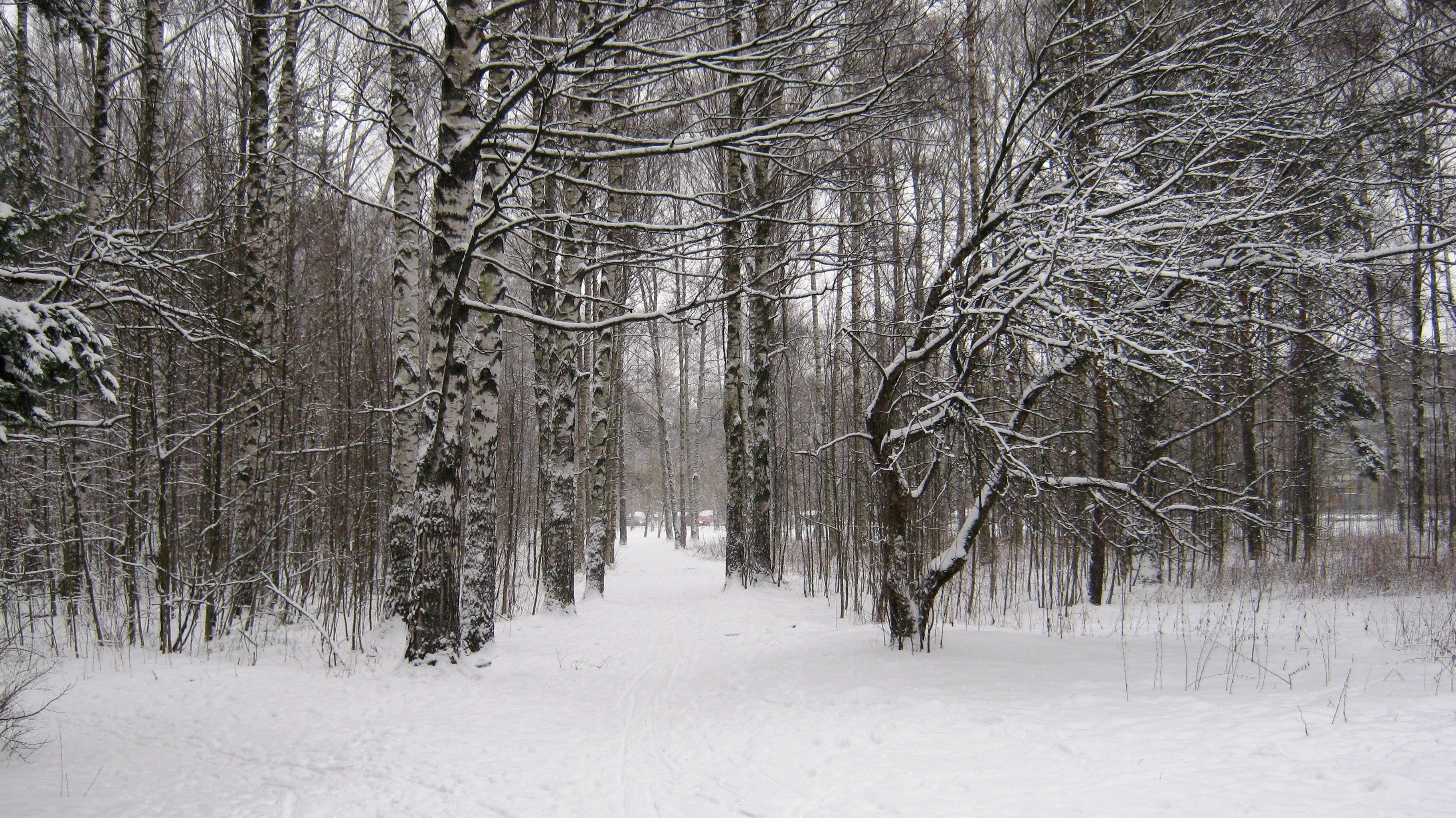 winter, Alley, Park, Peter, Forest, Trees Wallpaper