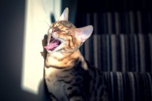 yawning, Cat, Bengal