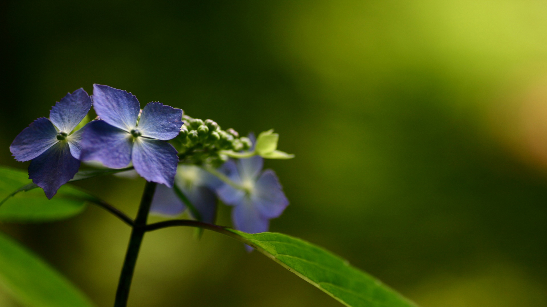 nature, Flowers, Plants Wallpaper