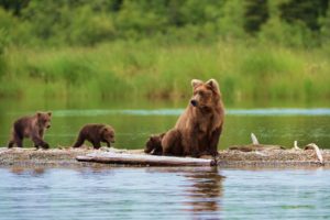 nature, Bears, Babies