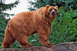 kodiak, Bear
