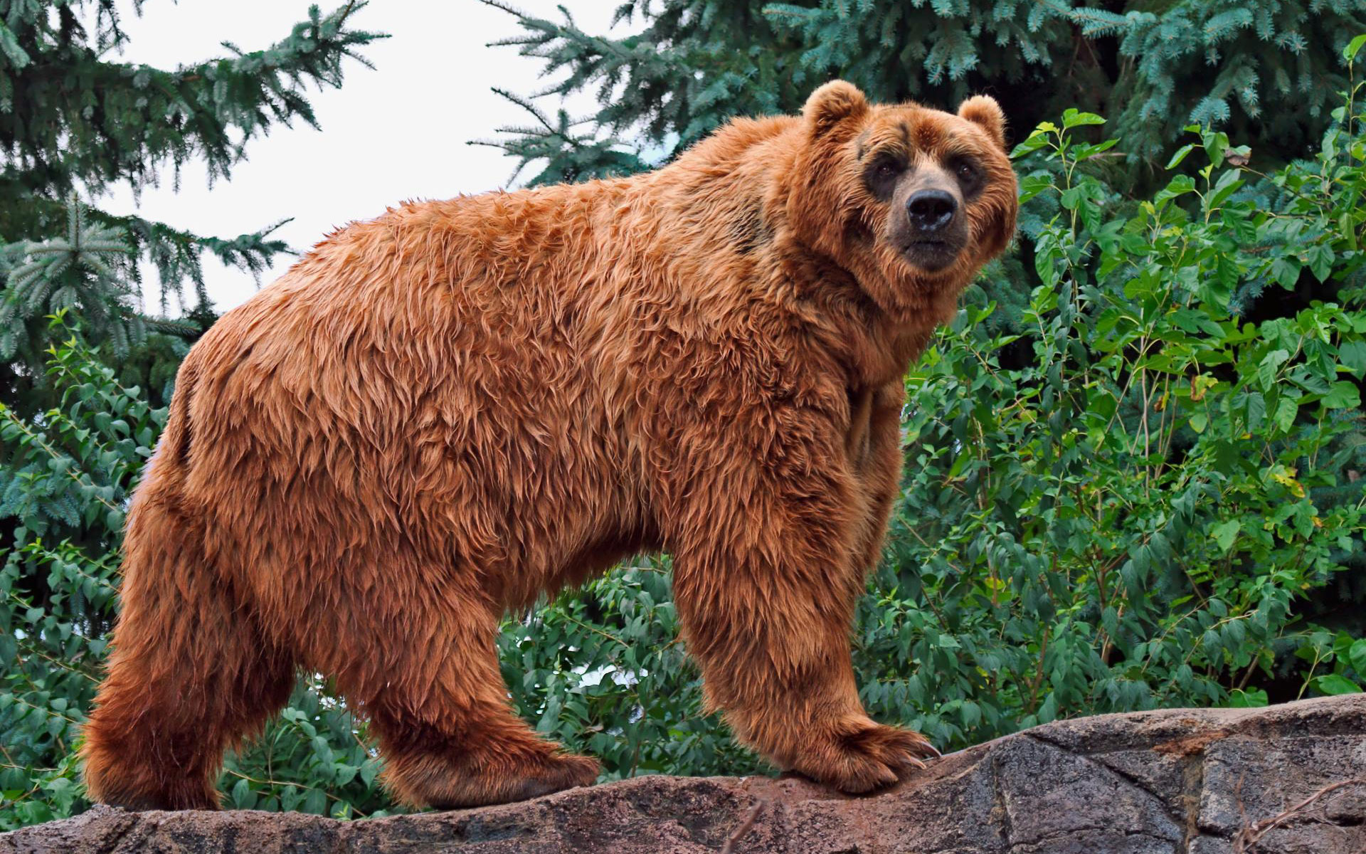 kodiak, Bear Wallpaper