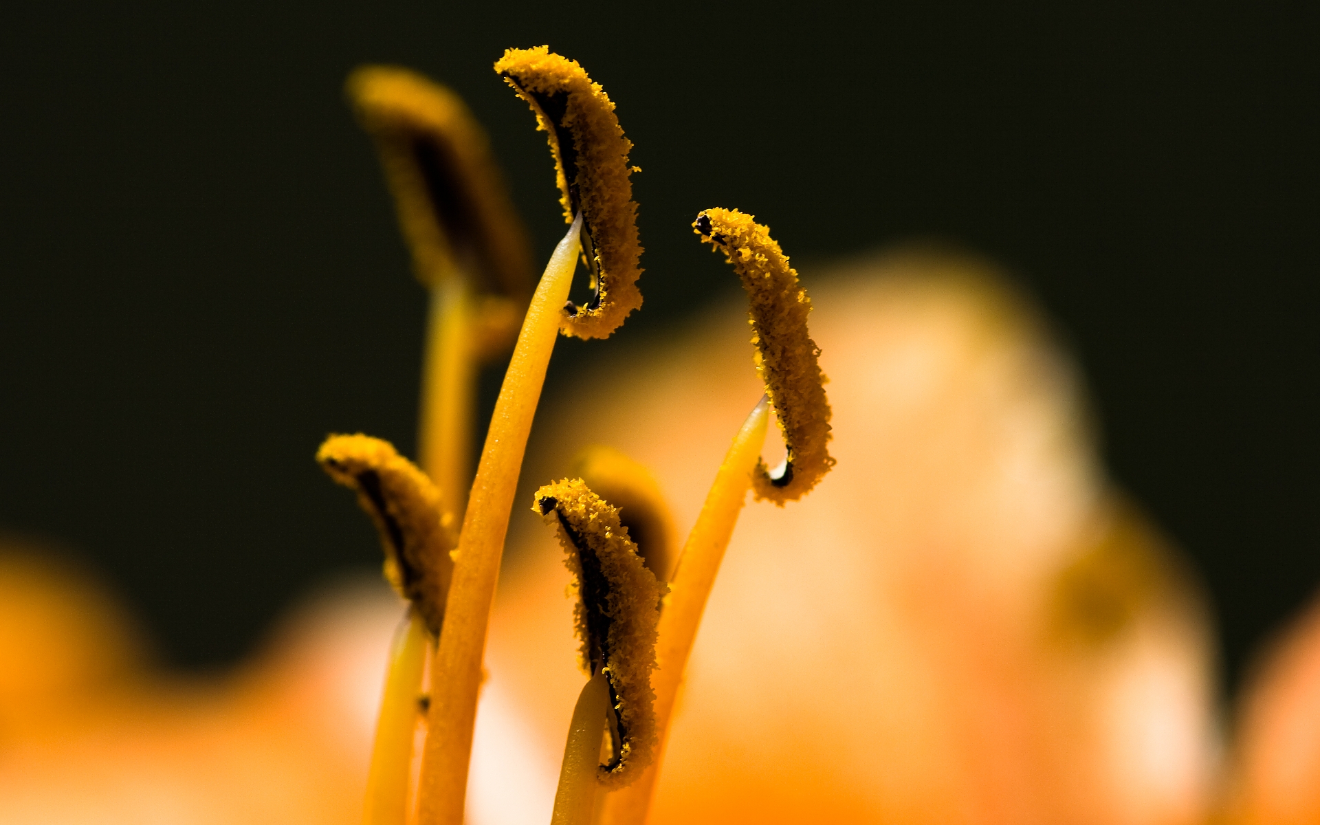 nature, Macro, Pollen, Hibiscus Wallpaper