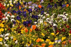 multicolor, Flowers, Pansies