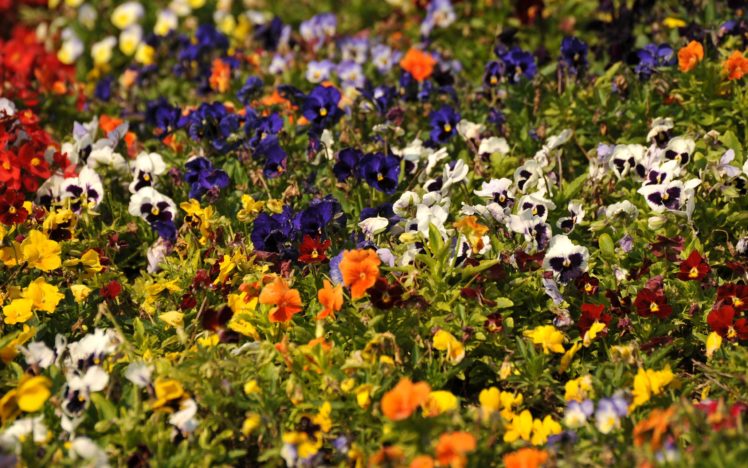 multicolor, Flowers, Pansies HD Wallpaper Desktop Background