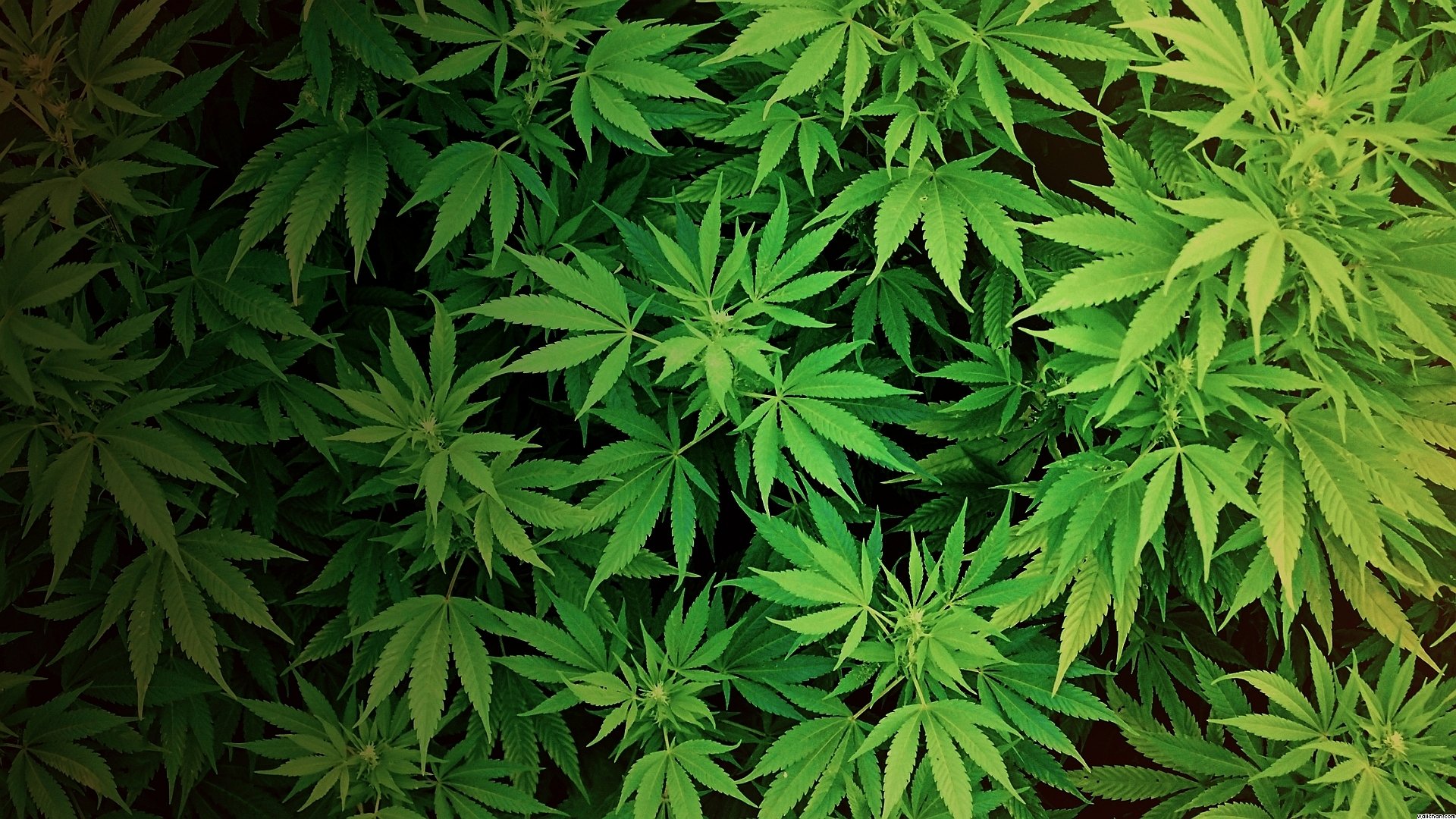 weed, Much, Weed Wallpaper
