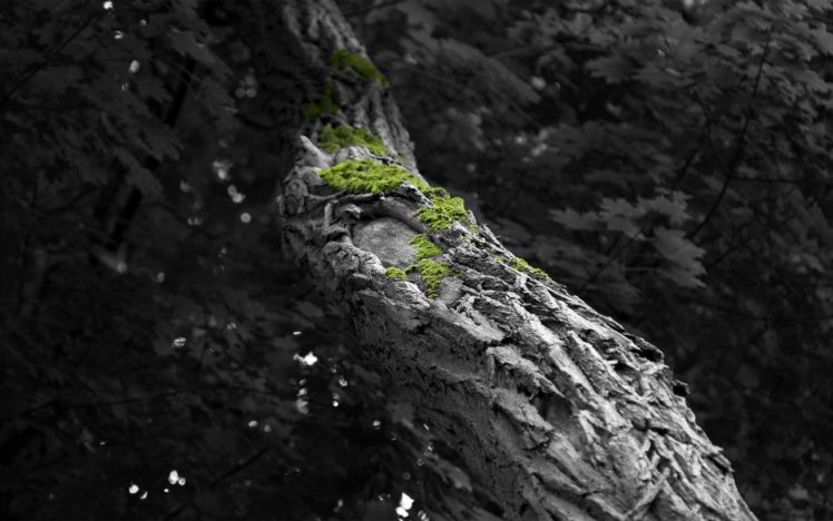 nature, Trees HD Wallpaper Desktop Background