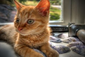 cats, Animals, Window, Hdr, Photography