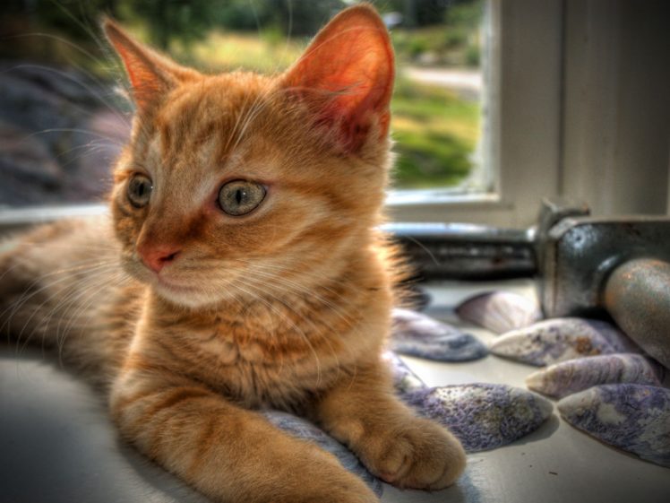 cats, Animals, Window, Hdr, Photography HD Wallpaper Desktop Background