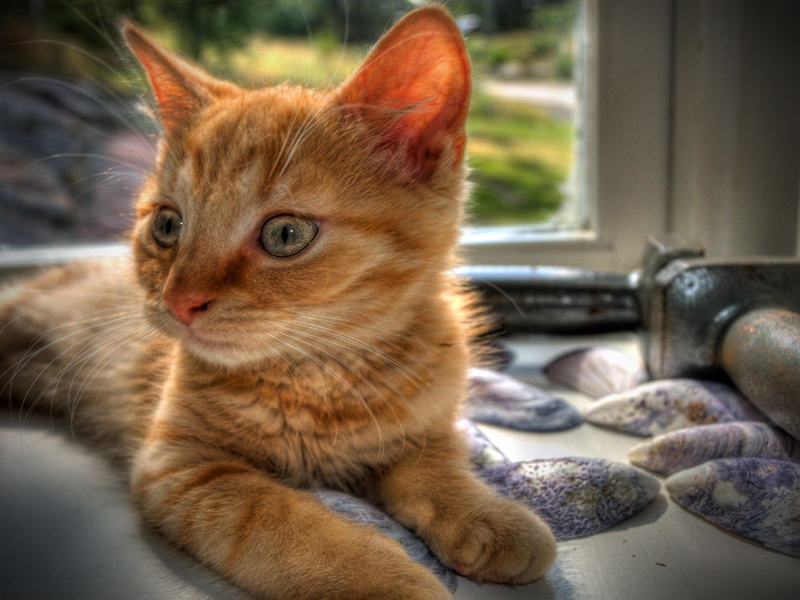 cats, Animals, Window, Hdr, Photography Wallpaper
