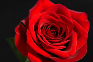 red, Rose
