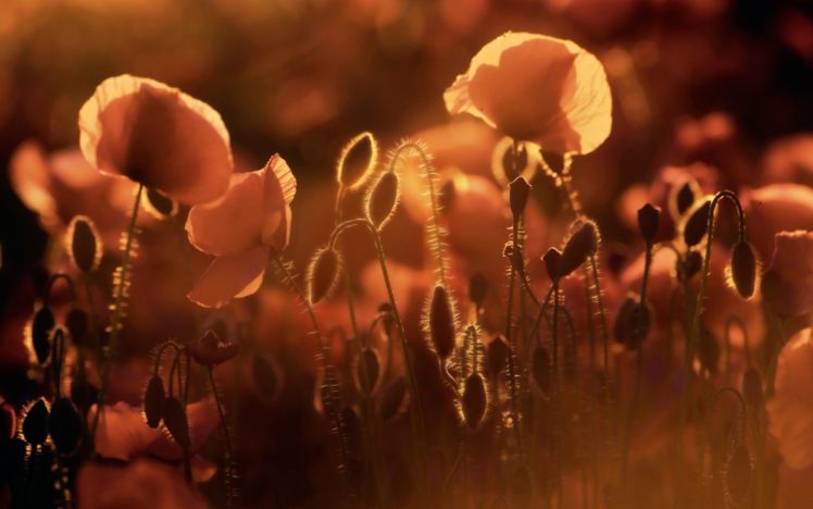flowers, Fields, Poppy HD Wallpaper Desktop Background