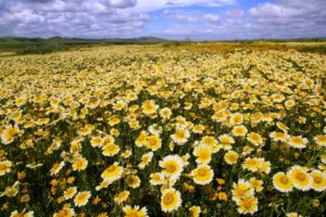 flowers, Fields, California, National, Monument, Buttercups