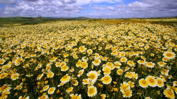 flowers, Fields, California, National, Monument, Buttercups HD Wallpaper Desktop Background
