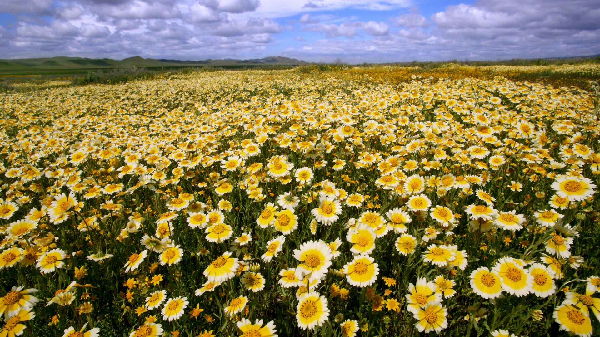flowers, Fields, California, National, Monument, Buttercups Wallpaper