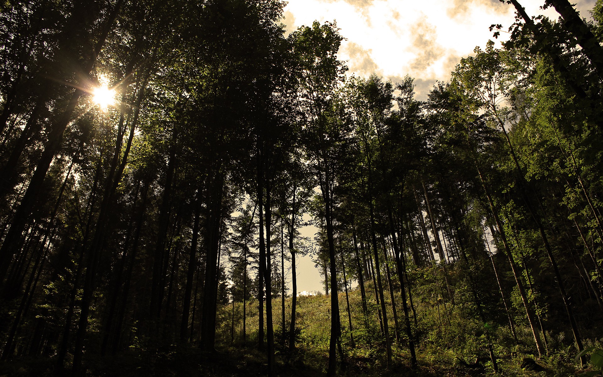 landscapes, Trees Wallpaper