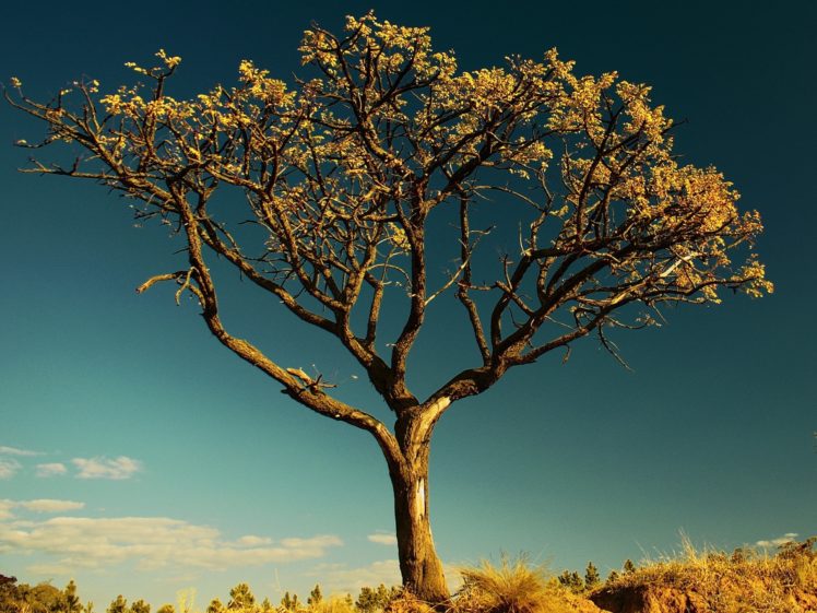 tree, Against, The, Sky HD Wallpaper Desktop Background