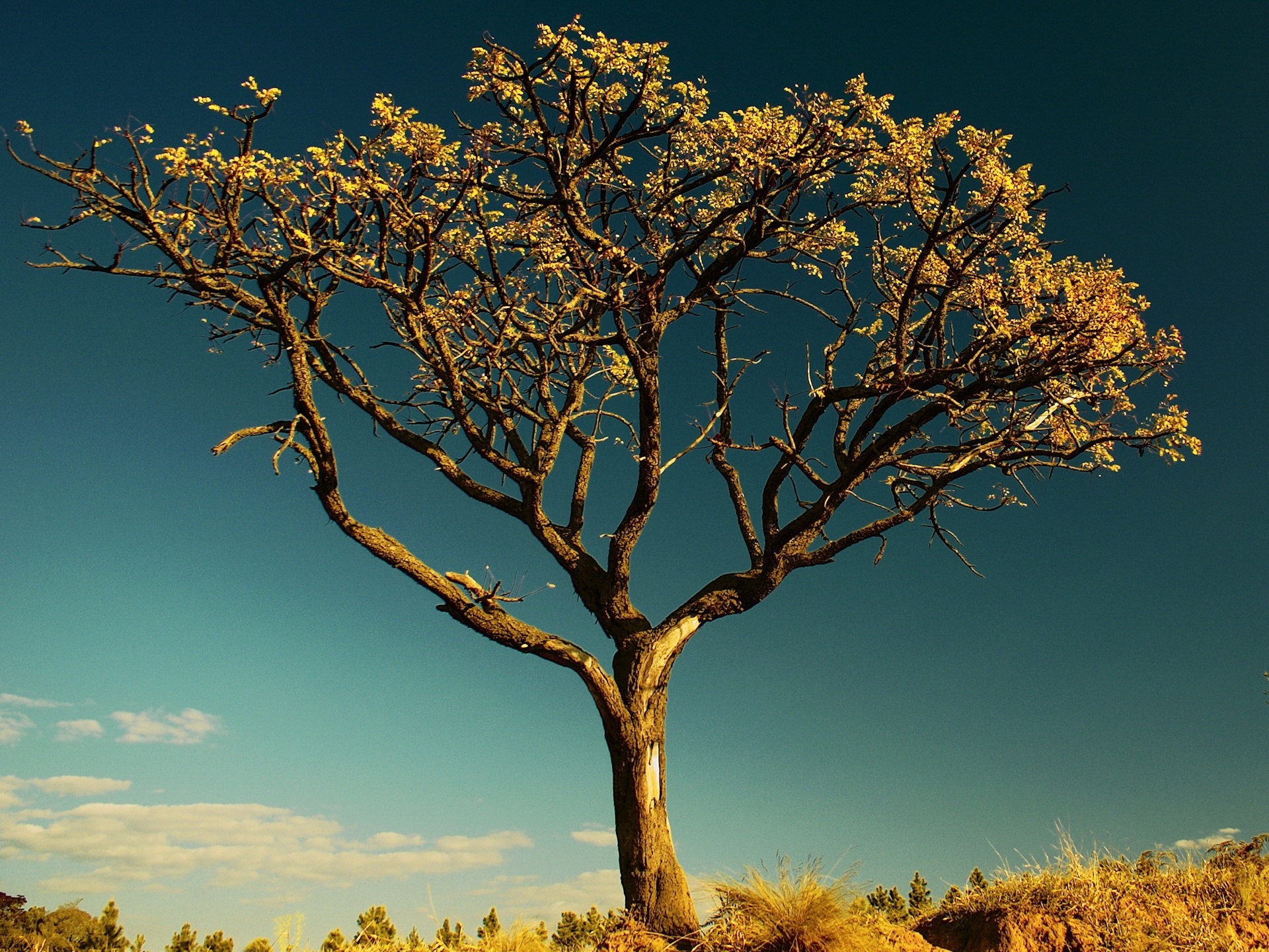 tree, Against, The, Sky Wallpaper