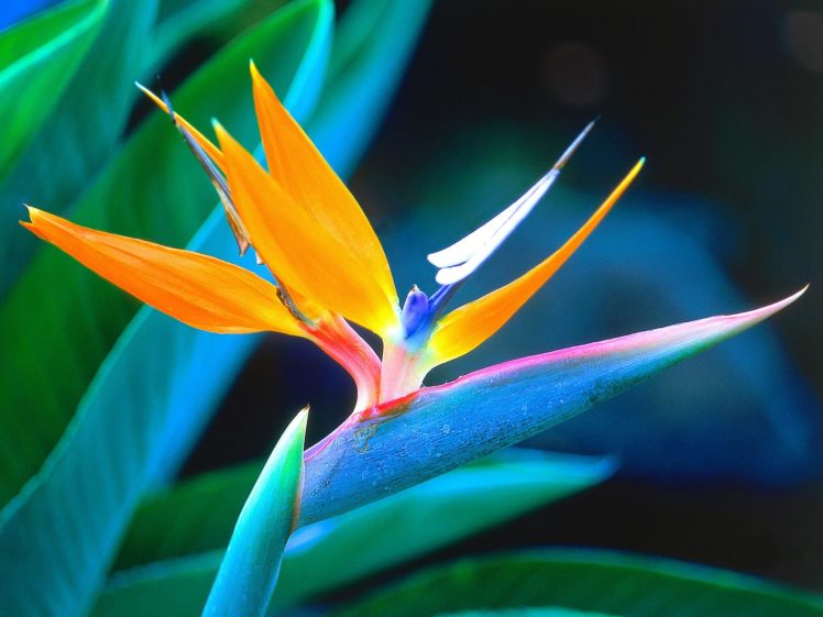 nature, Flowers, South, Africa, Bird, Of, Paradise, Strelitzia, Crane, Flower HD Wallpaper Desktop Background