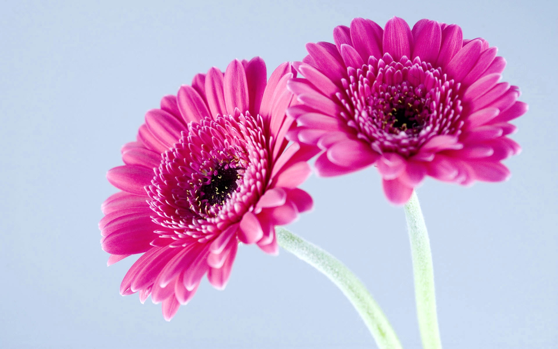 purple, Gerbera, Daisies Wallpaper