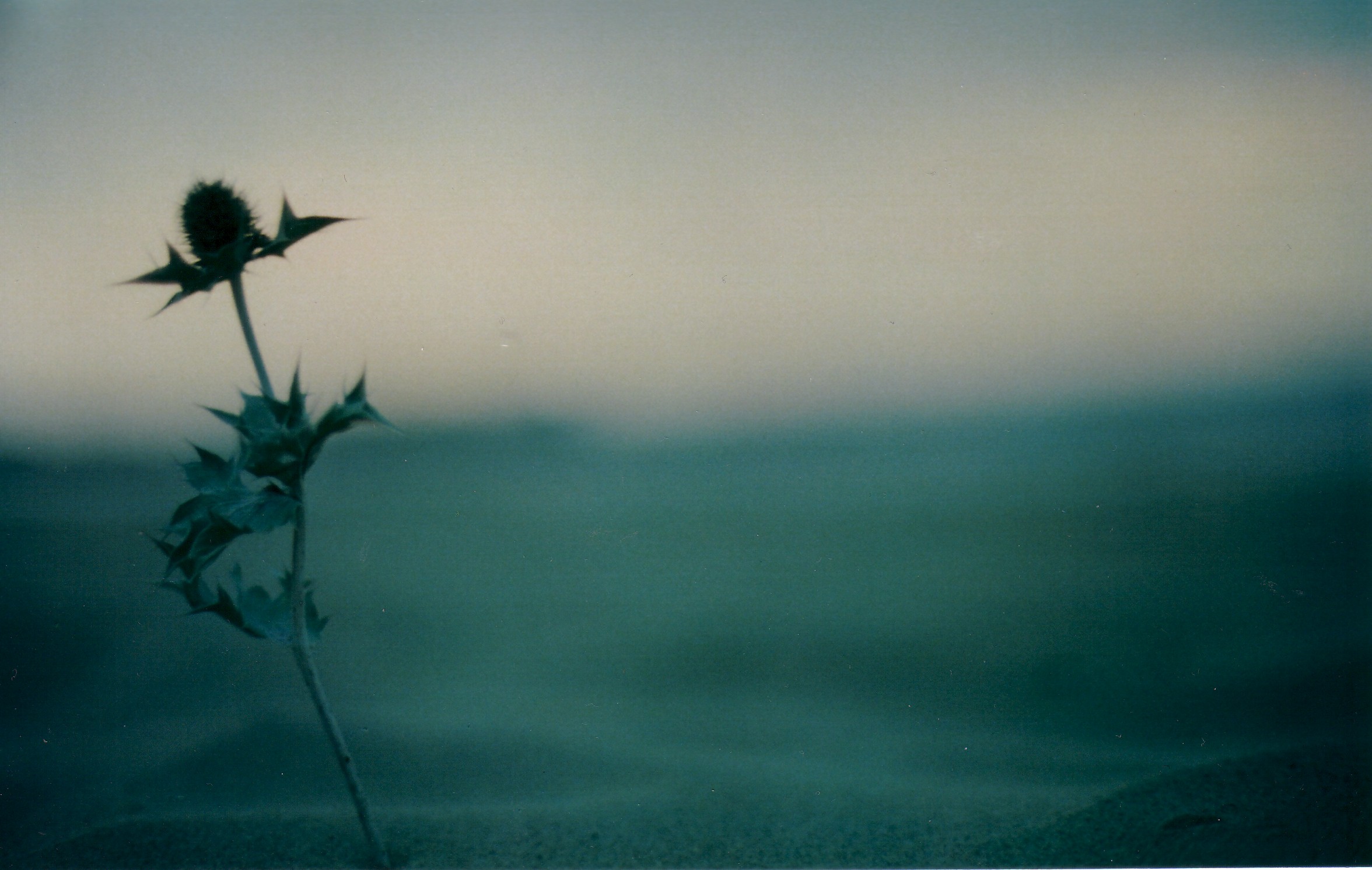 nature, Plants Wallpaper