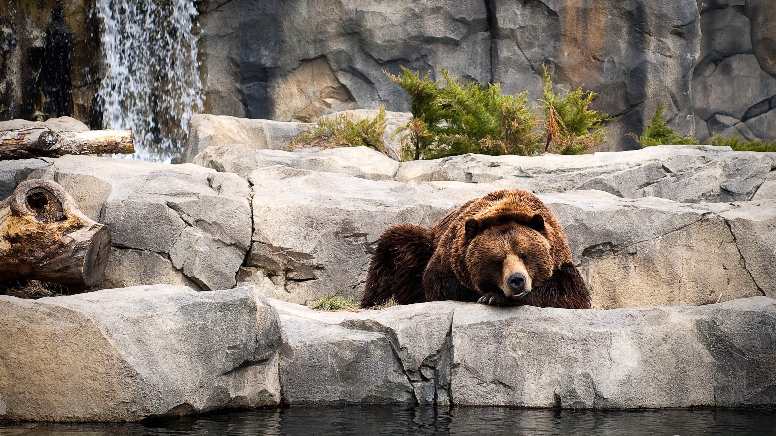 bear Wallpaper