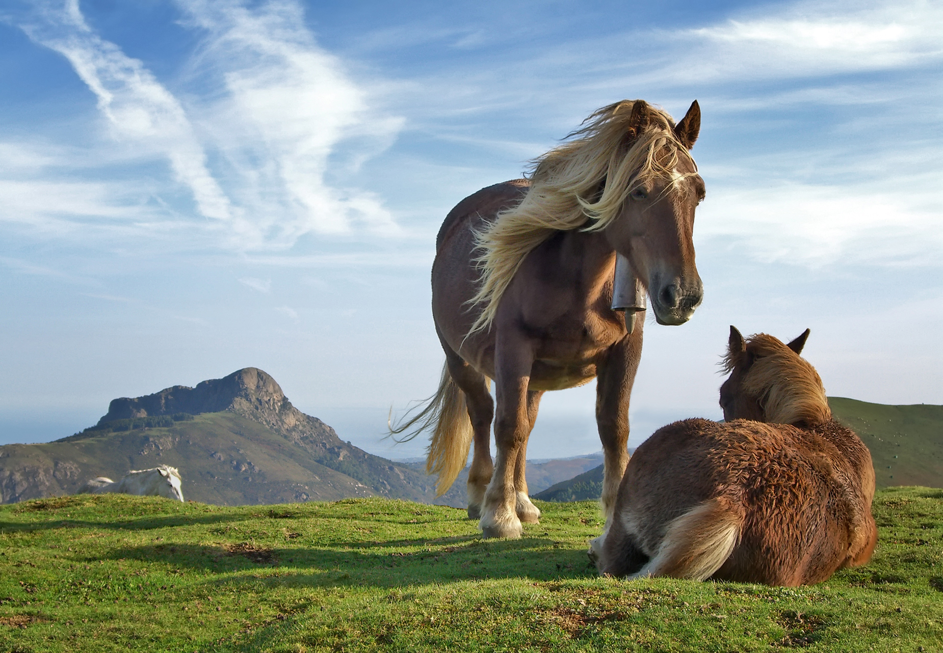 horses Wallpaper