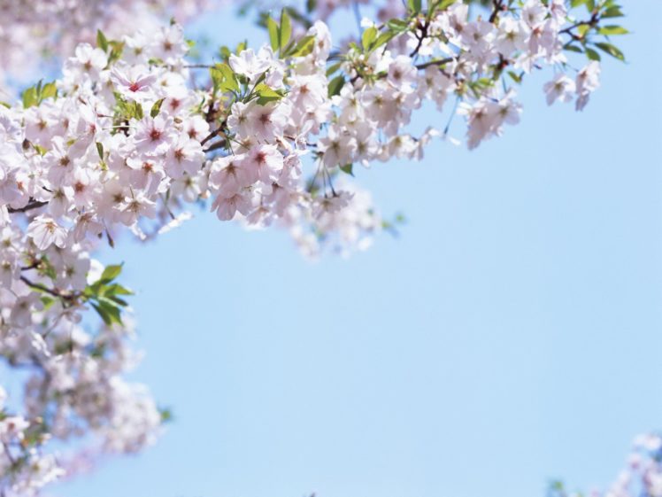 flowers, Spring,  season HD Wallpaper Desktop Background