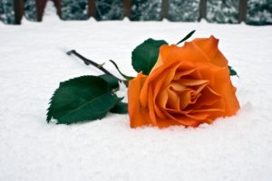 snow, Flowers, Roses