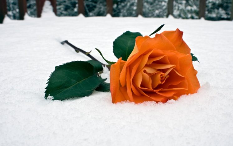 snow, Flowers, Roses HD Wallpaper Desktop Background