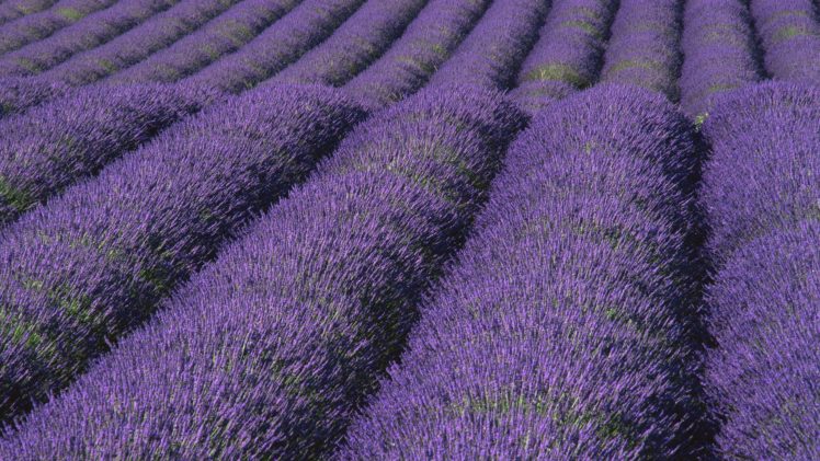 nature, Lavender HD Wallpaper Desktop Background
