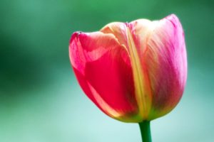 pink, Tulip, Flower