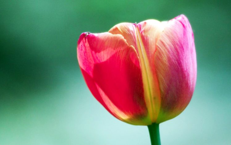 pink, Tulip, Flower HD Wallpaper Desktop Background