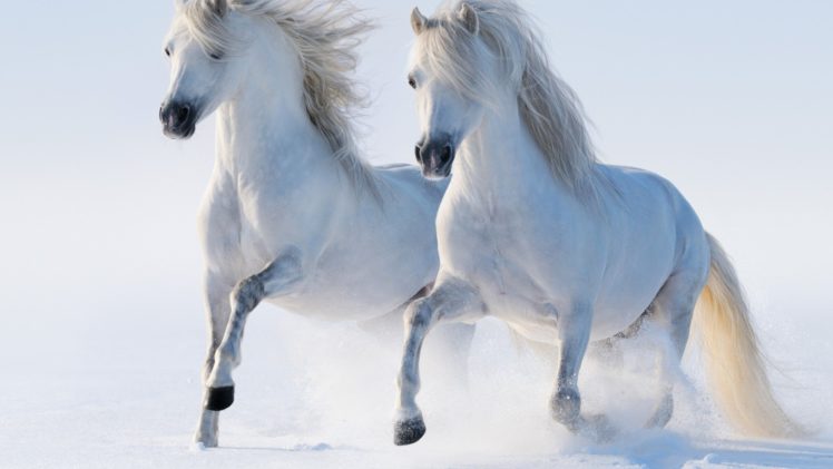 horses HD Wallpaper Desktop Background