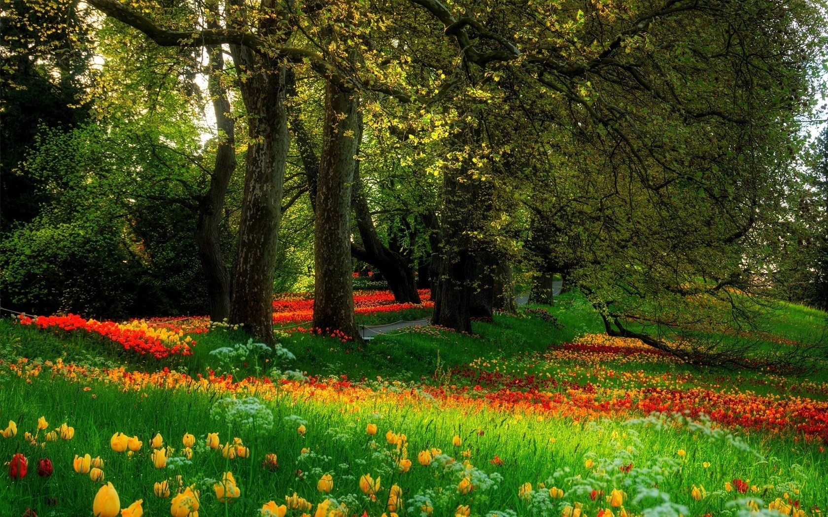 landscapes, Nature, Trees Wallpaper
