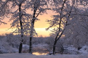 landscapes, Nature, Winter, Trees