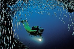 scuba, Diving, Near, Ari, Atoll, Indian